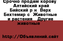 Срочно продам корову. - Алтайский край, Бийский р-н, Верх-Бехтемир с. Животные и растения » Другие животные   